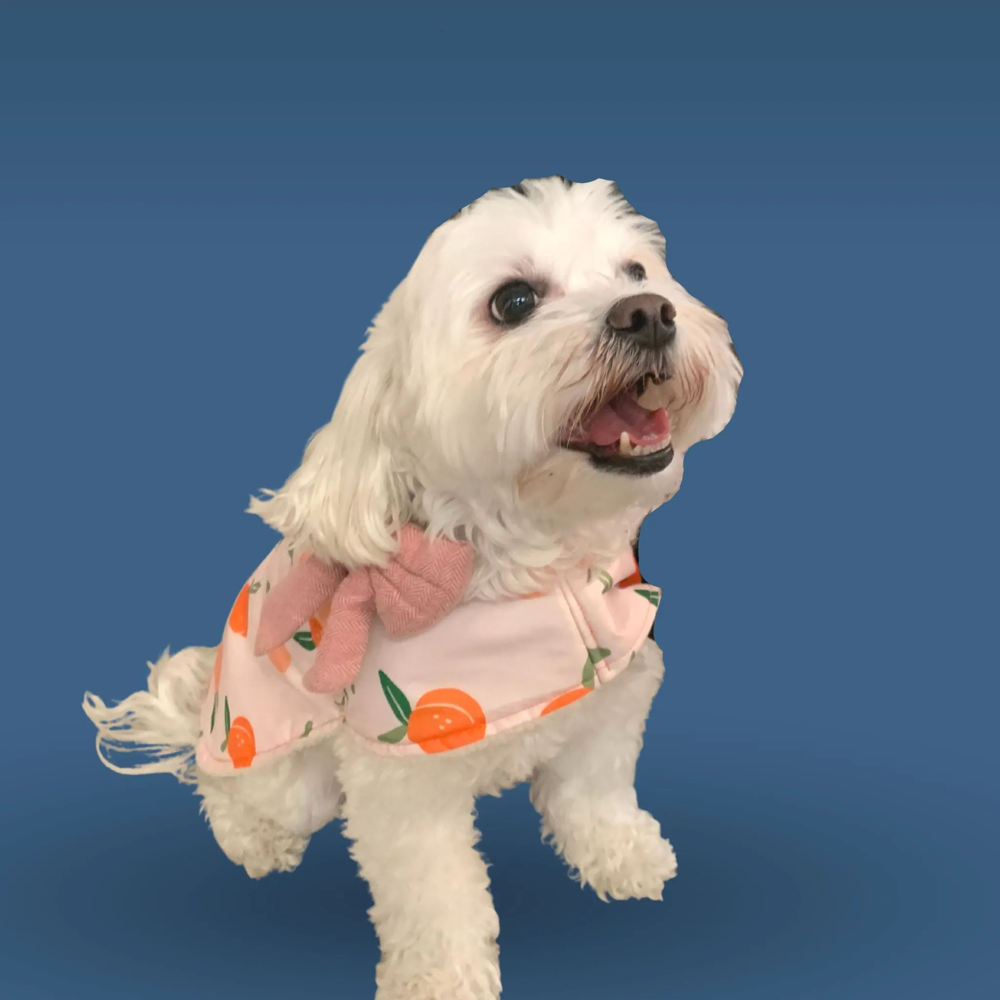 Sherpa Lined Windbreaker Dog Coat - Peach