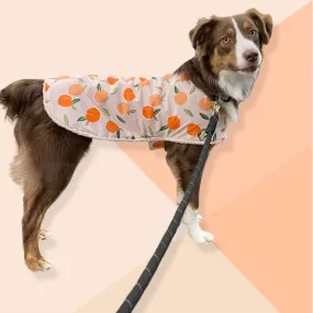 Sherpa Lined Windbreaker Dog Coat - Peach